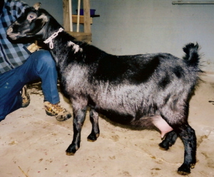 Mini Nubian dairy goat